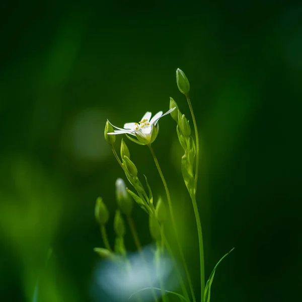 Vackra Vita Större Stygn Blommor Blommar Skog Meador Marken Ren — Stockfoto