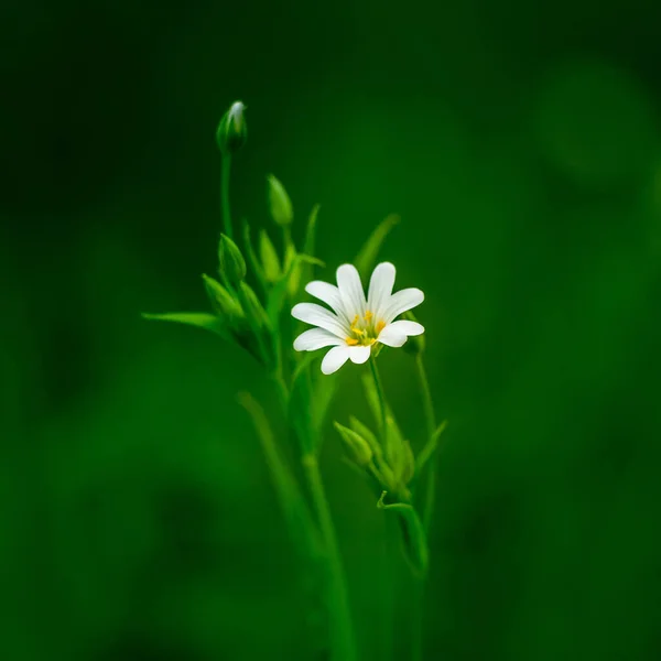 Vackra Vita Större Stygn Blommor Blommar Skog Meador Marken Ren — Stockfoto