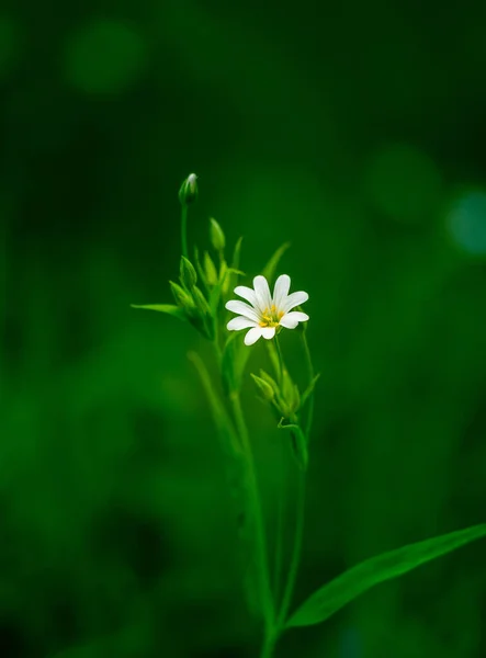 Vackra Vita Större Stygn Blommor Blommar Skog Meador Marken Ren — Stockfoto