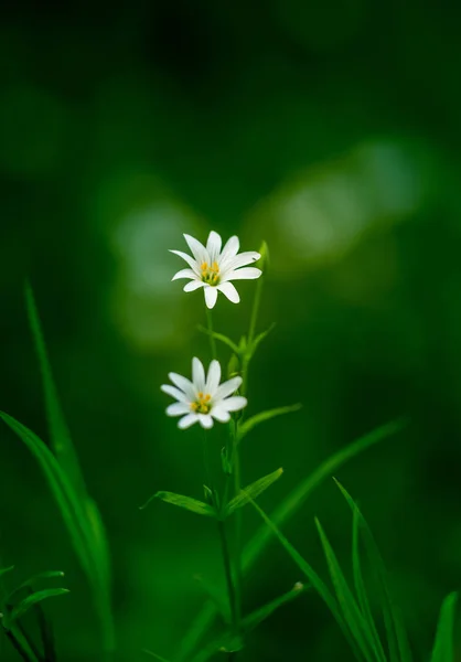 Vackra Vita Större Stygn Blommor Blommar Skog Meador Marken Ren — Stockfoto