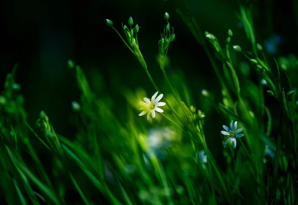 Vackra Vita Större Stygn Blommor Blommar Skog Meador Marken Ren — Stockfoto