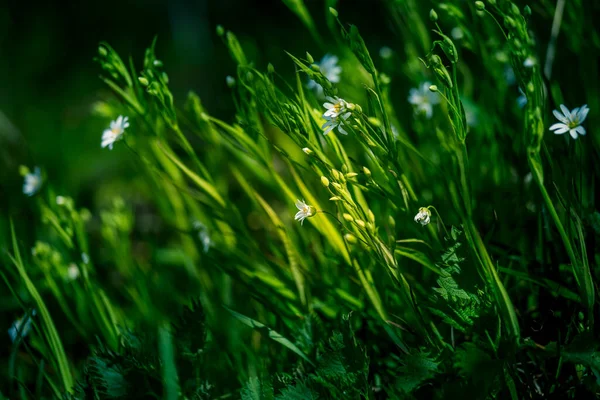 Όμορφα Λευκά Μεγαλύτερα Λουλούδια Stitchwort Ανθίζουν Ένα Δάσος Meador Έδαφος — Φωτογραφία Αρχείου