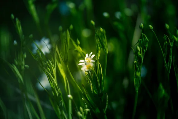 美丽的白色大针叶树花朵盛开在森林里的草原上 北欧自然栖息地的兔骨质疏松 — 图库照片