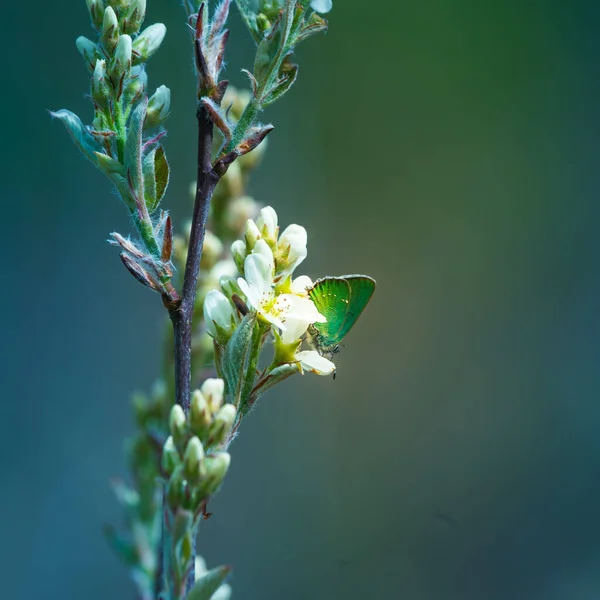 Hermosas Ramas Árboles Florecientes Primavera Paisaje Natural Con Primer Plano —  Fotos de Stock