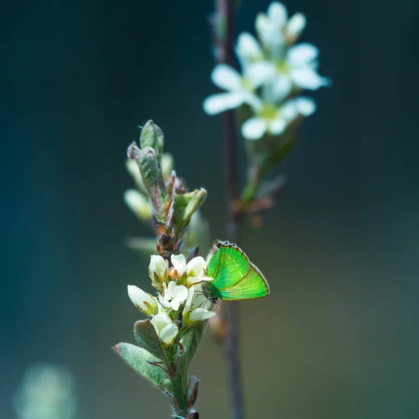 Hermosas Ramas Árboles Florecientes Primavera Paisaje Natural Con Primer Plano —  Fotos de Stock