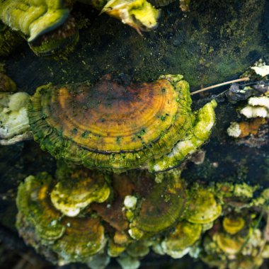 Yaşlı bir ağaç kütüğünde yetişen güzel bir hindi kuyruğu mantarı. Trametes ilkbaharda versicolor. Kuzey Avrupa 'nın doğal manzarası.