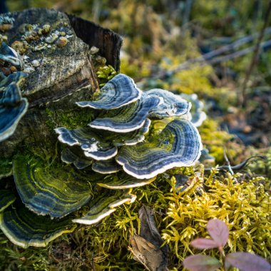 Yaşlı bir ağaç kütüğünde yetişen güzel bir hindi kuyruğu mantarı. Trametes ilkbaharda versicolor. Kuzey Avrupa 'nın doğal manzarası.