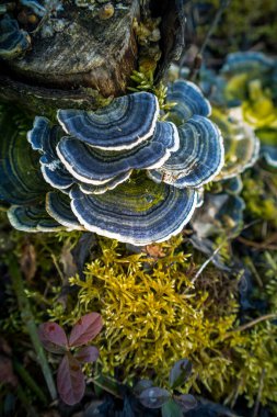 Yaşlı bir ağaç kütüğünde yetişen güzel bir hindi kuyruğu mantarı. Trametes ilkbaharda versicolor. Kuzey Avrupa 'nın doğal manzarası.