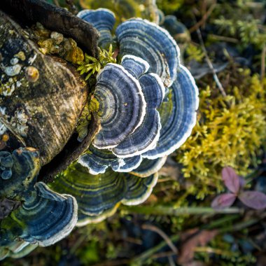 Yaşlı bir ağaç kütüğünde yetişen güzel bir hindi kuyruğu mantarı. Trametes ilkbaharda versicolor. Kuzey Avrupa 'nın doğal manzarası.