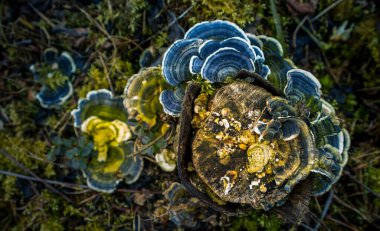 Yaşlı bir ağaç kütüğünde yetişen güzel bir hindi kuyruğu mantarı. Trametes ilkbaharda versicolor. Kuzey Avrupa 'nın doğal manzarası.
