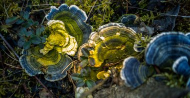Yaşlı bir ağaç kütüğünde yetişen güzel bir hindi kuyruğu mantarı. Trametes ilkbaharda versicolor. Kuzey Avrupa 'nın doğal manzarası.