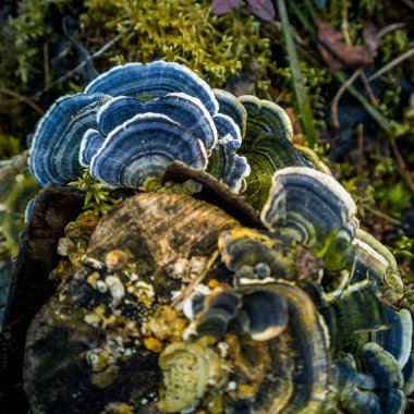 Yaşlı bir ağaç kütüğünde yetişen güzel bir hindi kuyruğu mantarı. Trametes ilkbaharda versicolor. Kuzey Avrupa 'nın doğal manzarası.