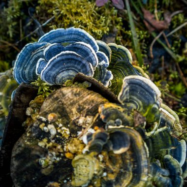 A beautiful turkey tail mushroom growing on an old tree stump. Trametes versicolor in spring. Natural scenery of Northern Europe. clipart