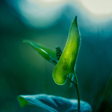 İlkbaharda orman zemininde büyüyen küçük, güzel bir kır çiçeği. İlkbaharda çiçeklerin doğal manzarası. Kuzey Avrupa 'nın Ormanlık alanları.