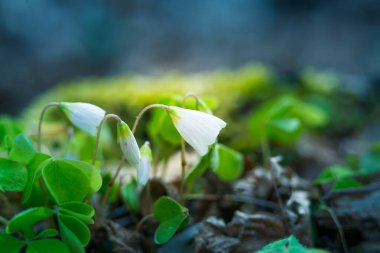 Orman zemininde açan güzel ağaçkakan çiçekleri. Baharda beyaz oksalis çiçekleri. Kuzey Avrupa 'da doğal habitatta odun doru.