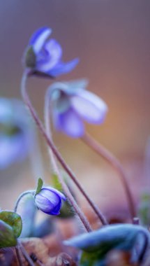 Bahar ormanı zemininde güzel mavi şakayık çiçeği. Sığ alan derinliği, geniş negatif alan. Kuzey Avrupa 'da doğal yaşam alanında karaciğer otu.