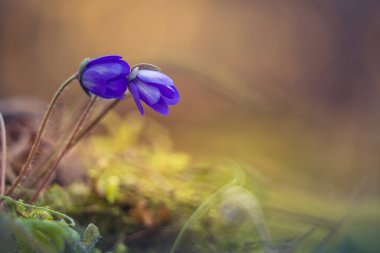 Bahar ormanı zemininde güzel mavi şakayık çiçeği. Sığ alan derinliği, geniş negatif alan. Kuzey Avrupa 'da doğal yaşam alanında karaciğer otu.