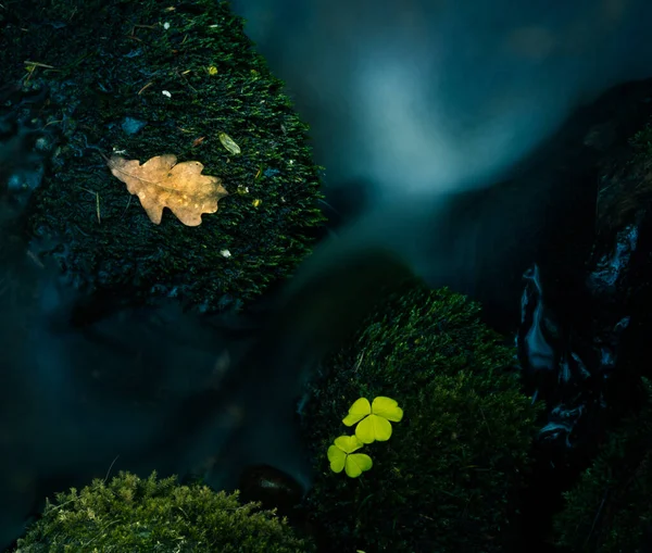 Hermosas Flores Acedera Madera Que Florecen Suelo Forestal Flores Blancas — Foto de Stock