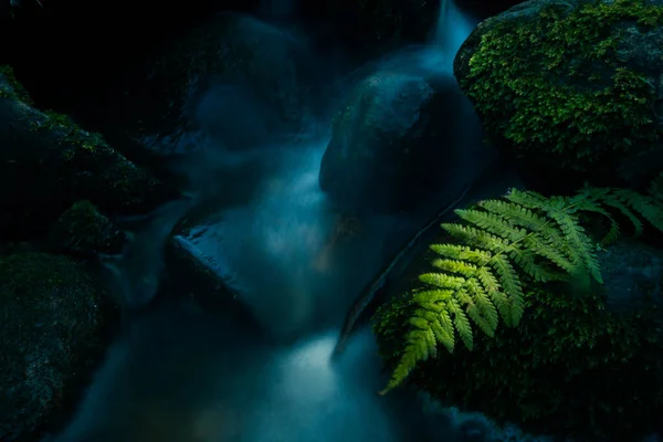 Uma Cachoeira Pequena Bonita Entre Pedras Musgosas Córrego Floresta Cenário — Fotografia de Stock
