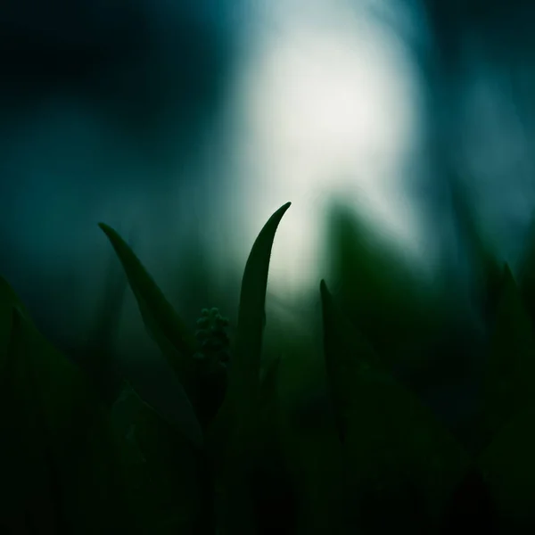 Eine Schöne Kleine Wildblume Die Frühjahr Auf Dem Waldboden Wächst — Stockfoto