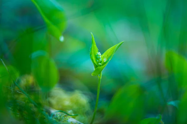 Una Hermosa Pequeña Flor Silvestre Que Crece Suelo Del Bosque — Foto de Stock