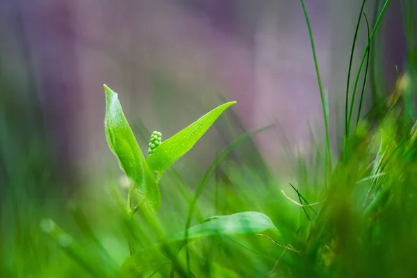 Ένα Όμορφο Μικρό Αγριολούλουδο Που Φυτρώνει Στο Πάτωμα Του Δάσους — Φωτογραφία Αρχείου