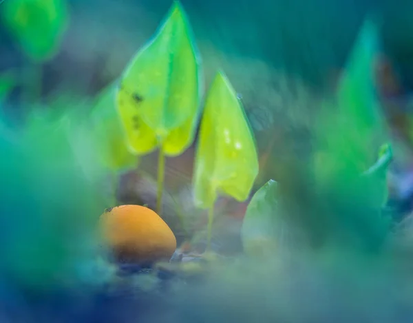 Una Hermosa Pequeña Flor Silvestre Que Crece Suelo Del Bosque — Foto de Stock