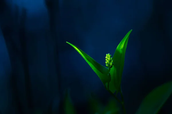 春になると林床に美しい野花を咲かせます 人工光で照らされた風景 北ヨーロッパの野の花の芸術的な閉鎖 — ストック写真