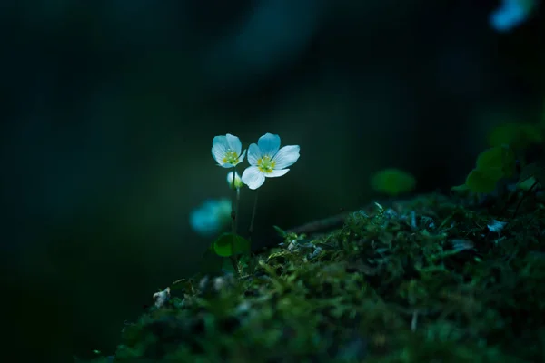 美丽的白色山楂花盛开在森林的地面上 场深度浅 空间宽阔 北欧自然栖息地的白色草本植物 — 图库照片