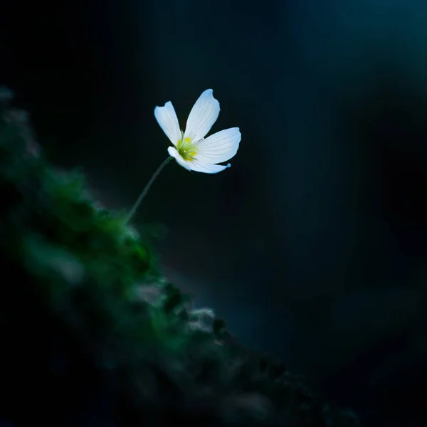 Orman Zemininde Açmakta Olan Güzel Beyaz Ağaçkakan Çiçekleri Sığ Alan — Stok fotoğraf