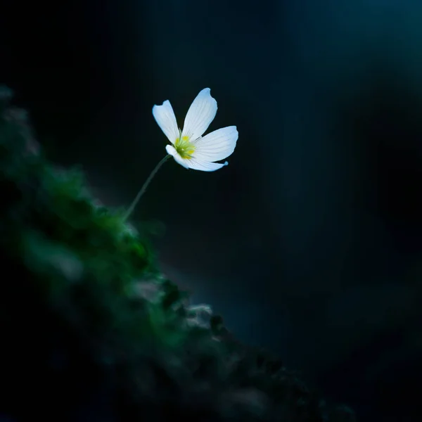 Hermosas Flores Acedera Madera Blanca Que Florecen Suelo Forestal Profundidad — Foto de Stock