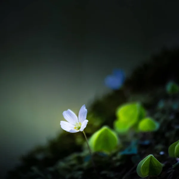 Mooie Witte Zuring Bloemen Bloeien Een Bosgrond Ondiepe Scherptediepte Grote — Stockfoto