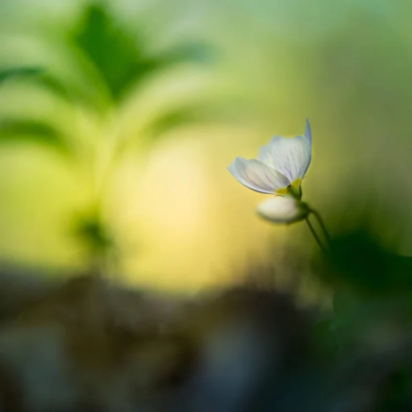 Hermosas Flores Acedera Madera Blanca Que Florecen Suelo Forestal Profundidad —  Fotos de Stock