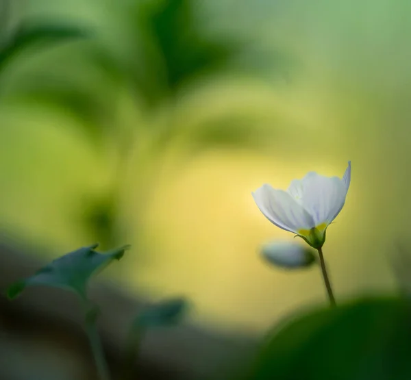 Hermosas Flores Acedera Madera Blanca Que Florecen Suelo Forestal Profundidad — Foto de Stock