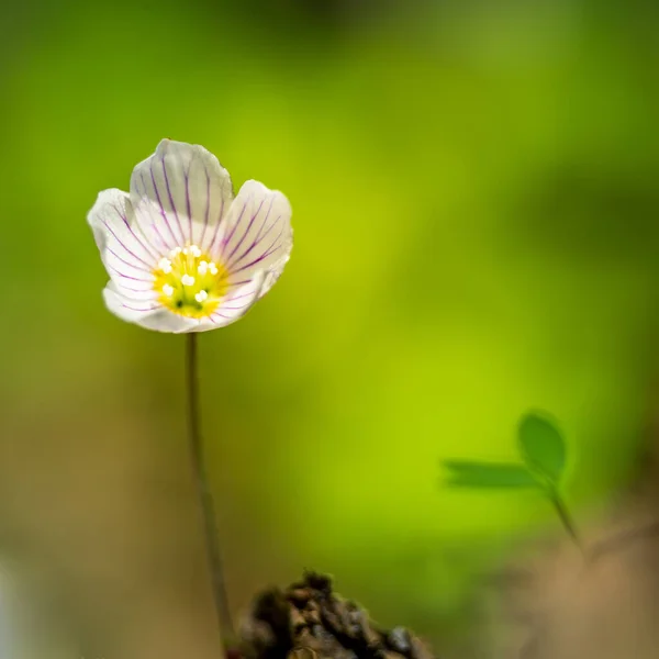 Schöne Weiße Sauerampferblüten Blühen Auf Einem Waldboden Flache Schärfentiefe Weiter — Stockfoto