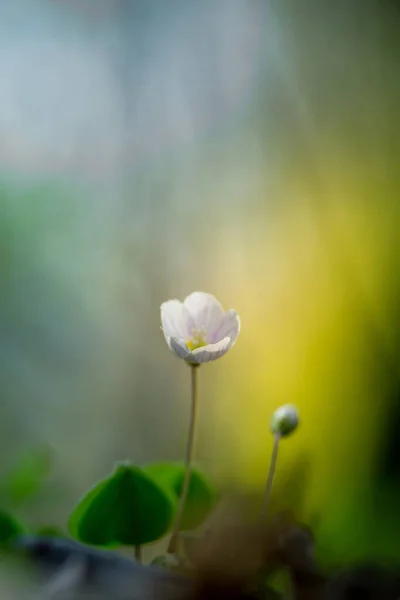 Piękne Białe Kwiaty Szczawiu Drzewnego Kwitnące Leśnym Gruncie Płytka Głębokość — Zdjęcie stockowe