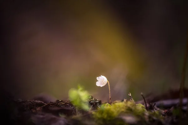 Όμορφα Λουλούδια Από Λευκό Ξύλο Ανθίζουν Δασικό Έδαφος Χαμηλό Βάθος — Φωτογραφία Αρχείου