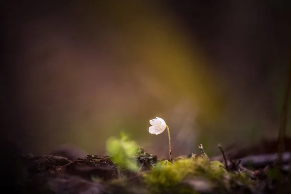 Hermosas Flores Acedera Madera Blanca Que Florecen Suelo Forestal Profundidad —  Fotos de Stock