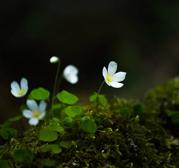 Schöne Sauerampferblüten Blühen Auf Einem Waldboden Weiße Oxalis Blühen Frühling — Stockfoto