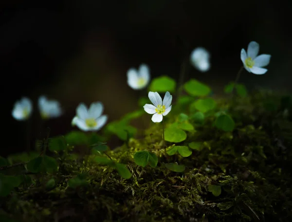 Όμορφα Λουλούδια Από Ξύλο Που Ανθίζουν Δασικό Έδαφος Λευκά Άνθη — Φωτογραφία Αρχείου