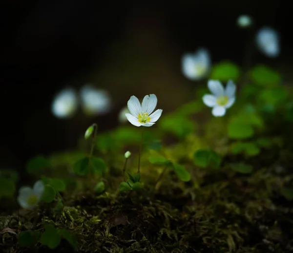 Hermosas Flores Acedera Madera Que Florecen Suelo Forestal Flores Blancas —  Fotos de Stock