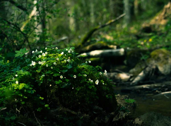 Belles Fleurs Oseille Bois Fleurissant Sur Terrain Forestier Fleurs Blanches — Photo