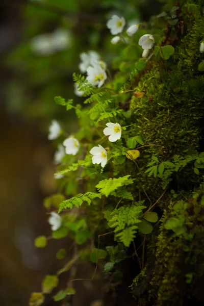 Hermosas Flores Acedera Madera Que Florecen Suelo Forestal Flores Blancas —  Fotos de Stock