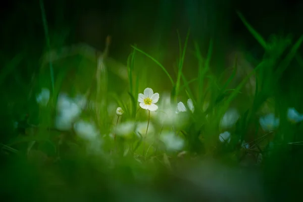 森の地面に咲く美しい木のソレルの花 春に白花を咲かせます 北ヨーロッパの自然生息地での木のソレル — ストック写真