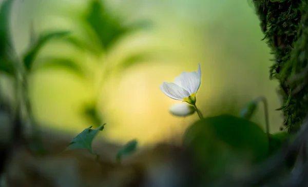 Лесной Земле Цветут Древесные Травянистые Цветы Белые Цветы Быка Весной — стоковое фото