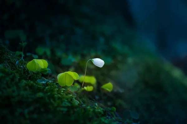 Krásné Dřevěné Květy Šťavele Kvetoucí Lesní Půdě Bílé Květy Šťáv — Stock fotografie
