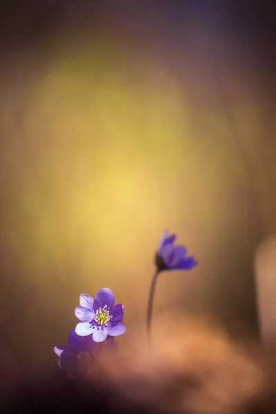 Beautiful Blue Anemone Flower Spring Forest Ground Shallow Depth Field — Stock Photo, Image