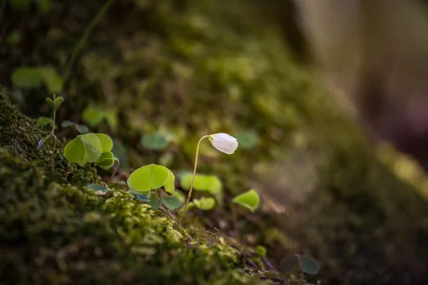 Bellissimi Fiori Acetosa Legno Che Sbocciano Terreno Forestale Fiori Oxalis — Foto Stock