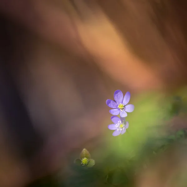Hermosa Flor Anémona Azul Suelo Del Bosque Primavera Profundidad Campo — Foto de Stock