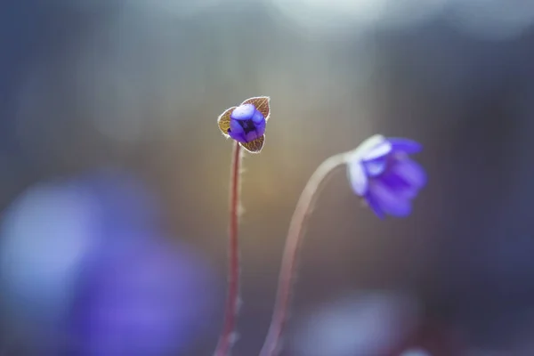 Beautiful Blue Anemone Flower Spring Forest Ground Shallow Depth Field — Stock Photo, Image